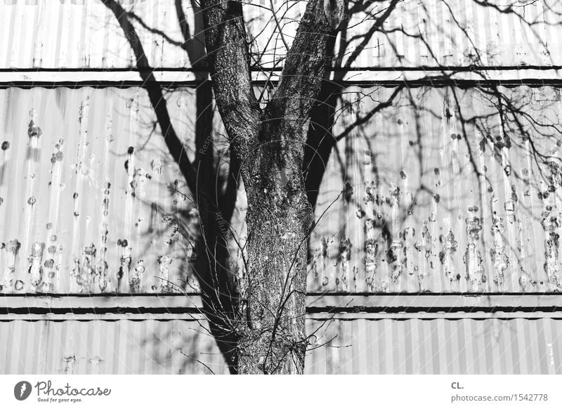baum und container Industrie Umwelt Natur Schönes Wetter Baum Container komplex Schwarzweißfoto Außenaufnahme Menschenleer Tag Sonnenlicht