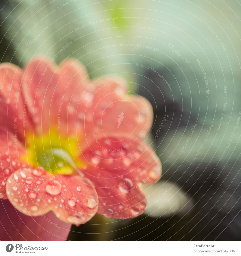 was war heut für ein schöner Tag Wasser Wassertropfen Frühling Pflanze Blume Blüte Garten ästhetisch nass rot Frühblüher Frühlingsgefühle Primelgewächse