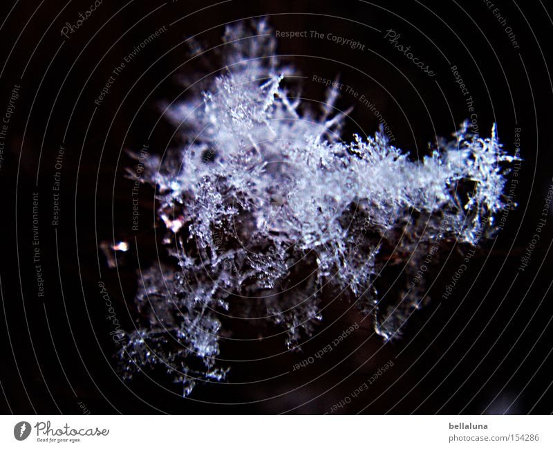 Schneeflöckchen Weißröckchen Winter Wasser Eis Frost schwarz weiß Schneeflocke Jahreszeiten Kristallstrukturen gefroren Wunder Farbfoto Gedeckte Farben
