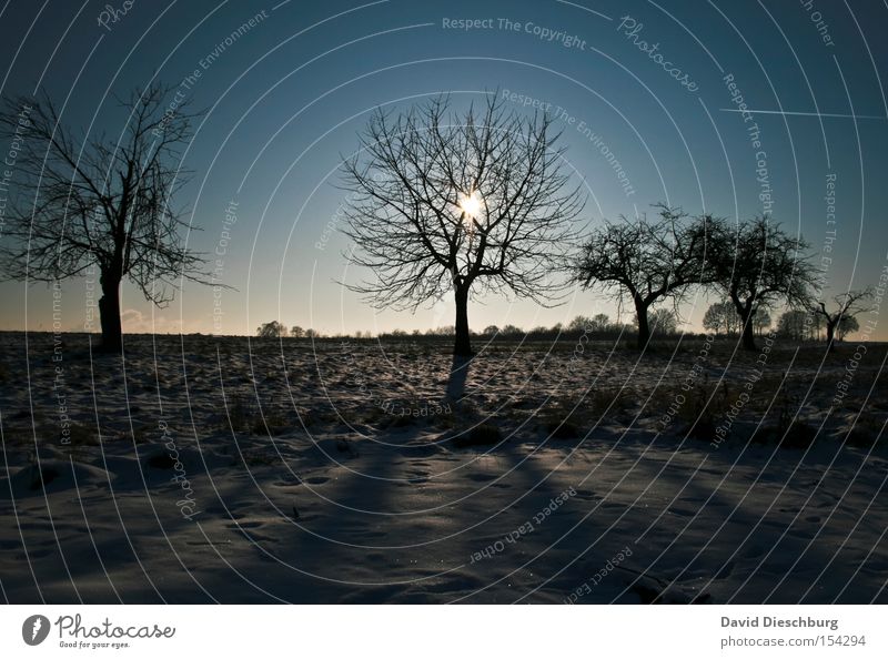 Portrait des Winters Baum Sonne Schatten Schnee kalt Ast Wiese Feld Baumstamm Sonnenstrahlen snow