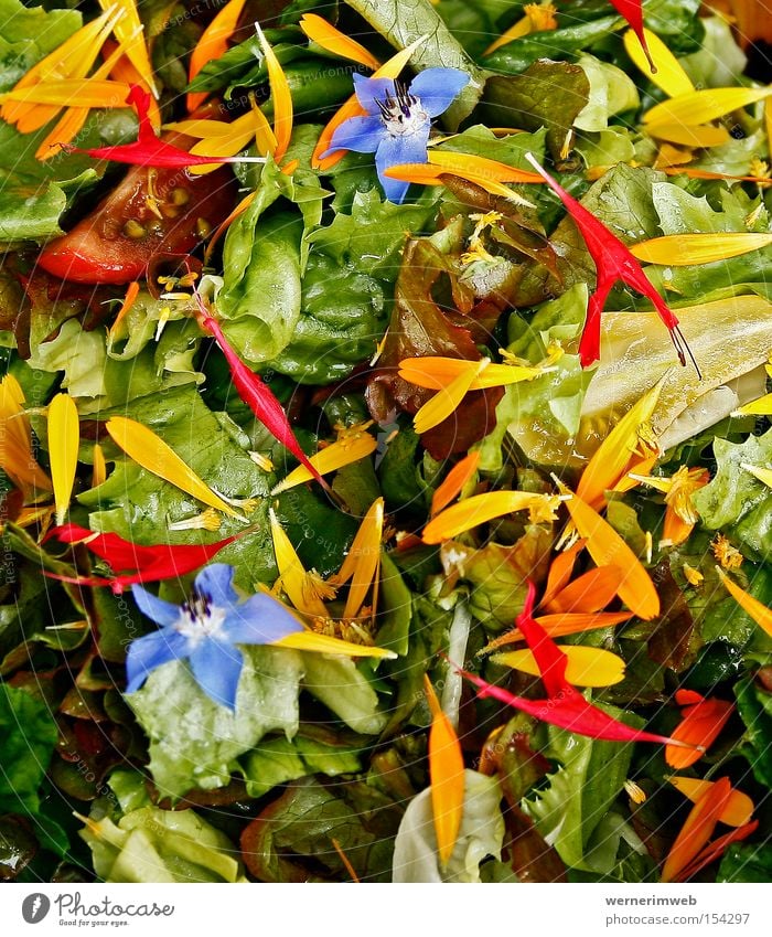 Regenbogen-Vitamine Salat grün Ernährung Borretsch Ringelblume Blüte Naturgarten Vegetarische Ernährung mehrfarbig Gesundheit Blütenblatt Kalorie Gastronomie