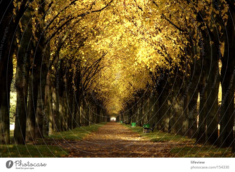 Ein Dach aus Gold Allee Baum Herbst Blatt Park Herbstlaub herbstlich Zentralperspektive Tunnelblick Fußweg Baumreihe Menschenleer Blätterdach Herbstfärbung