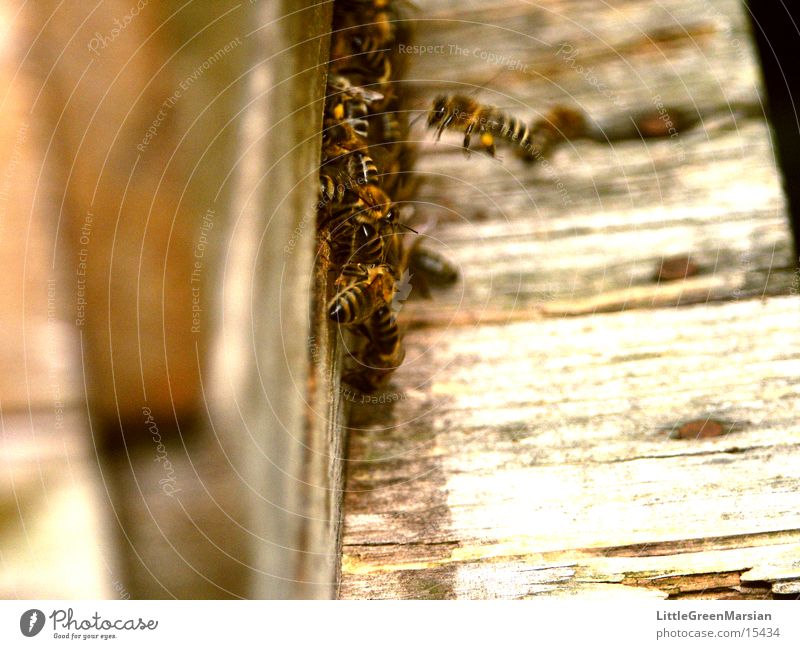 Einflugsschneise Biene Stock Haus Einflugloch Insekt Holz Kasten Pollenhöschen