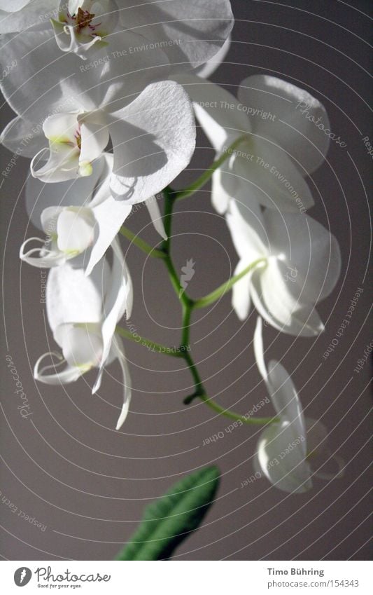 Reinweiss Stillleben Orchidee weiß grün hell dunkel Blume Blühend ruhig Innenaufnahme Nahaufnahme Gelassenheit Freude