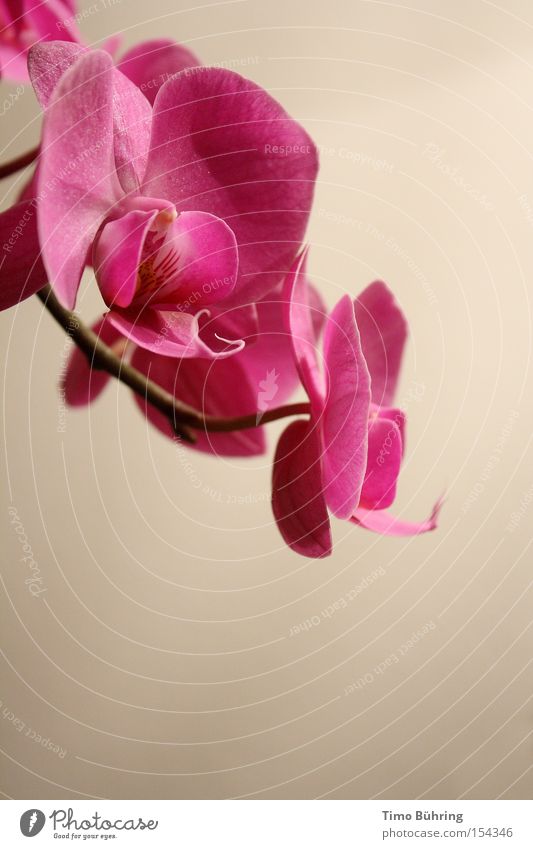 Pink Panther Orchidee Blume Stillleben rosa ruhig Pflanze Blühend Innenaufnahme Nahaufnahme leuchten