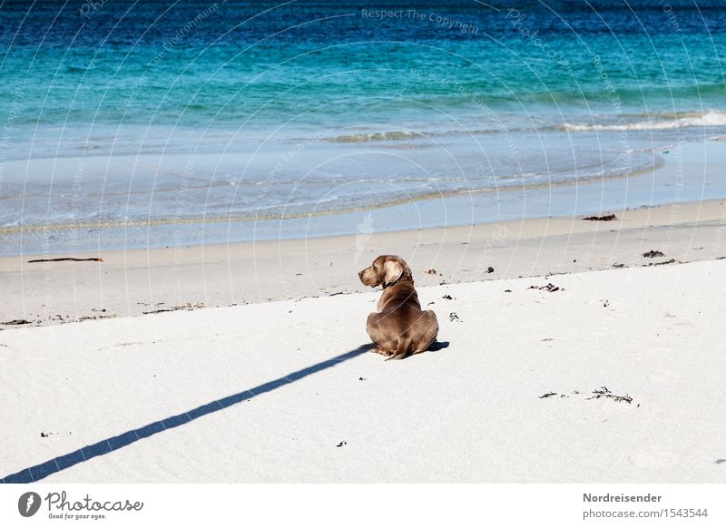 Schattenwurf Ferne Freiheit Sommer Strand Meer Natur Landschaft Schönes Wetter Nordsee Tier Haustier Hund Sand Wasser Zeichen warten Freundlichkeit Fröhlichkeit