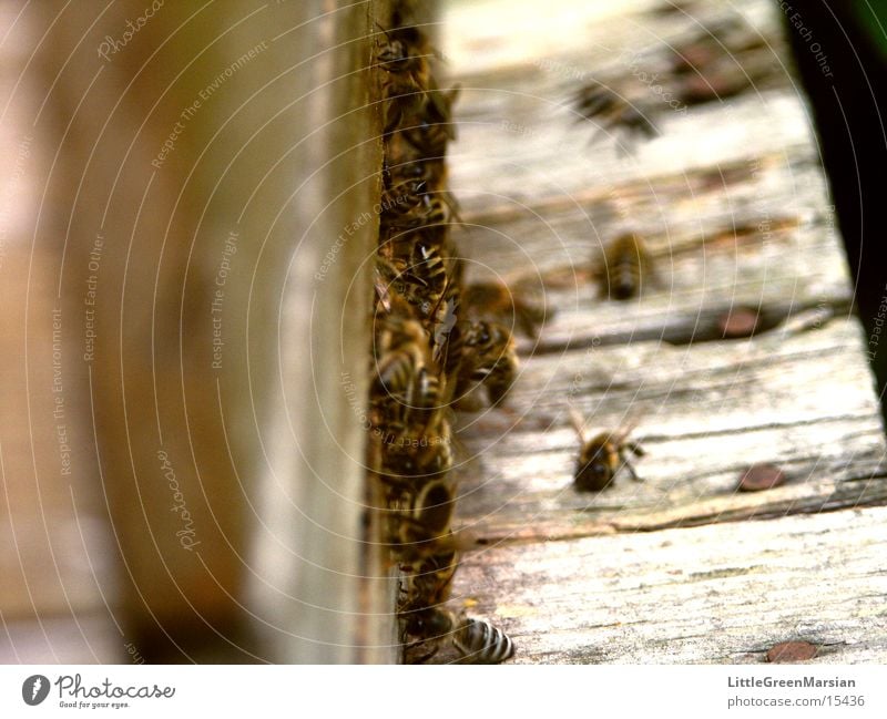 Einflugschneise [2] Biene Stock Haus Einflugloch Insekt Holz Kasten Pollenhöschen