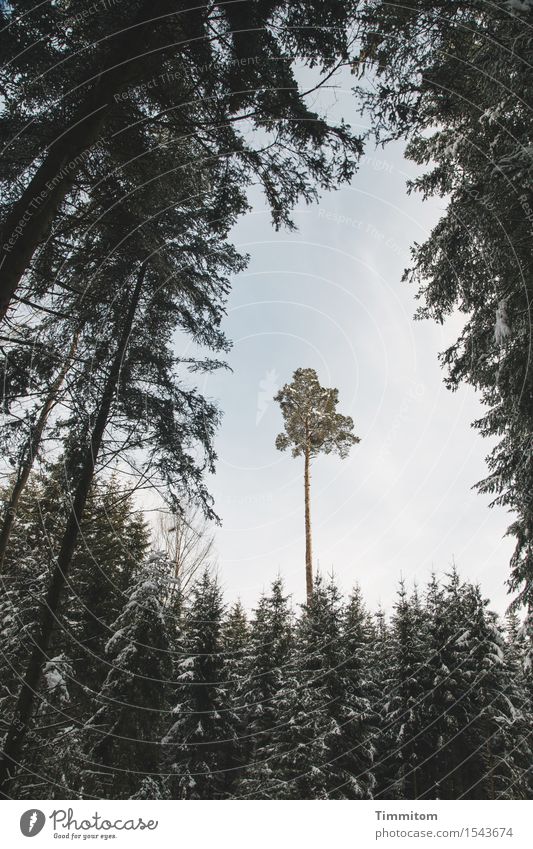 Hochgewächs. Winter Natur Himmel Schönes Wetter Schnee Baum Urwald Schwarzwald Farbfoto Außenaufnahme Menschenleer Tag