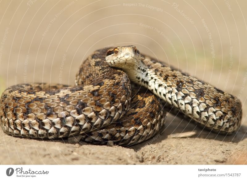 Wiesen-Viper bereit zu streiken schön Natur Tier Schlange einzigartig wild braun Angst gefährlich Farbe reptilisch Schuppen Reptil Rakkosiensis giftig Treffer
