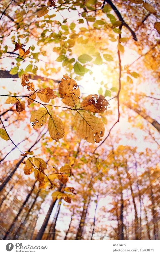 sunshine Natur Sonne Herbst Schönes Wetter Baum Blatt Laubwald Herbstlaub Herbstfärbung Herbstbeginn Herbstwetter Wald authentisch natürlich positiv Wärme gold