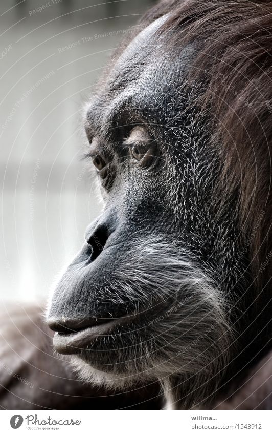 Porträt eines Orang-Utan, Menschenaffe Affe Tierporträt Tiergesicht Tiermutter Profil Wildtier