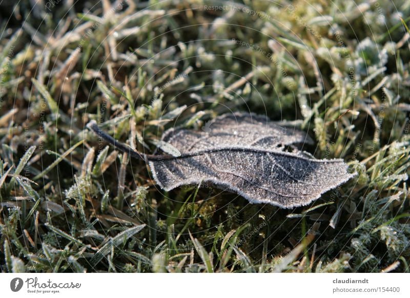Kältestarre kalt Frost Winter Raureif Eis Eiskristall frieren gefroren Blatt Gras Rasen Schnee