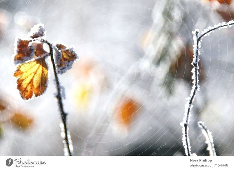Im Winter Raureif Frost Blatt Gegenlicht glänzend kalt Zweig Eis Schnee