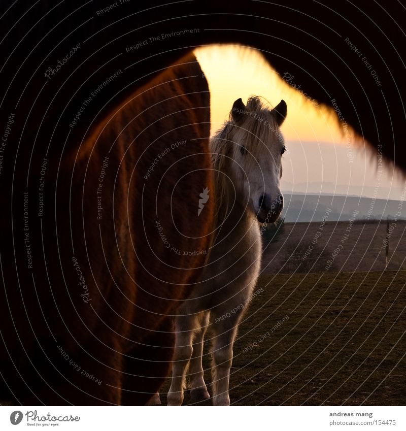 Hallo Pferd Wiese Abend Blick Neugier Interesse verstecken Schüchternheit Sonnenuntergang Säugetier Weide