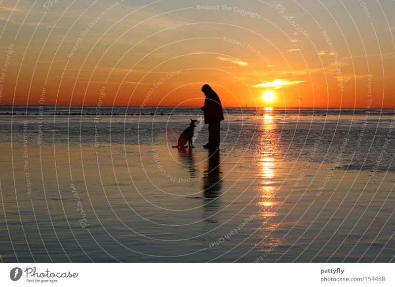 Sitz! Sonnenuntergang Licht Meer Nordsee Mensch Tier Hund kalt Reflexion & Spiegelung Strand Küste Himmelskörper & Weltall Wattenmeer Eis