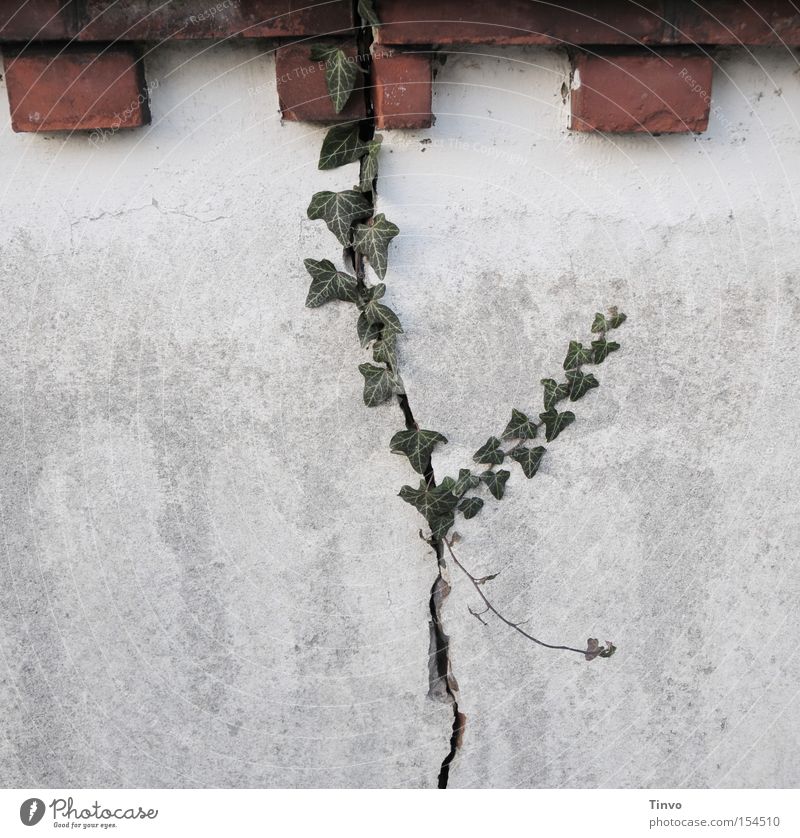 Das Prinzip Natur Efeu Backstein Mauer alt verfallen unentschlossen Durchbruch verbinden Symbiose Kraft Hoffnung Kletterpflanzen Mauerriss Wundheilung