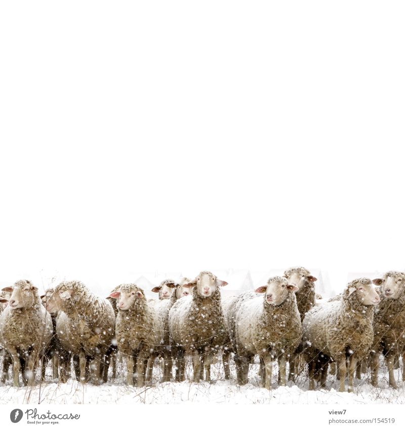 Das gemeine Winterschaf. Schnee Umwelt Schneefall Haustier Nutztier Tiergruppe Herde stehen warten einfach Zusammensein kalt weiß Einsamkeit dumm ästhetisch