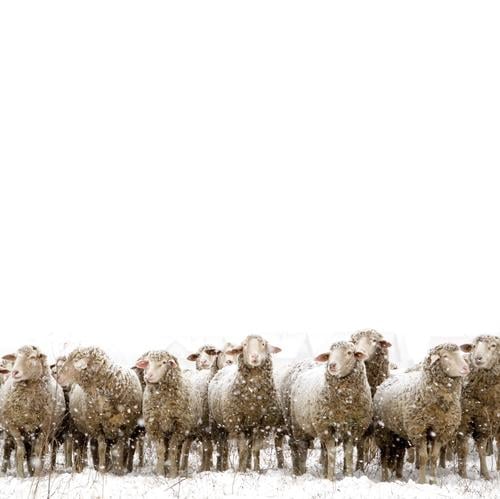 Schafe im Winter im Schnee mit dickem Fell Umwelt Schneefall Haustier Nutztier Tiergruppe Herde stehen warten einfach Zusammensein kalt weiß Einsamkeit dumm
