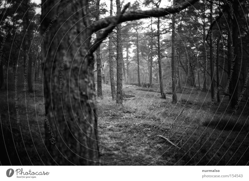 Waldrealismus Kiefer Insel Ostsee Windflüchter Schonung Winter Waldboden Moos Baumrinde Baumstamm Ast analog Schwarzweißfoto
