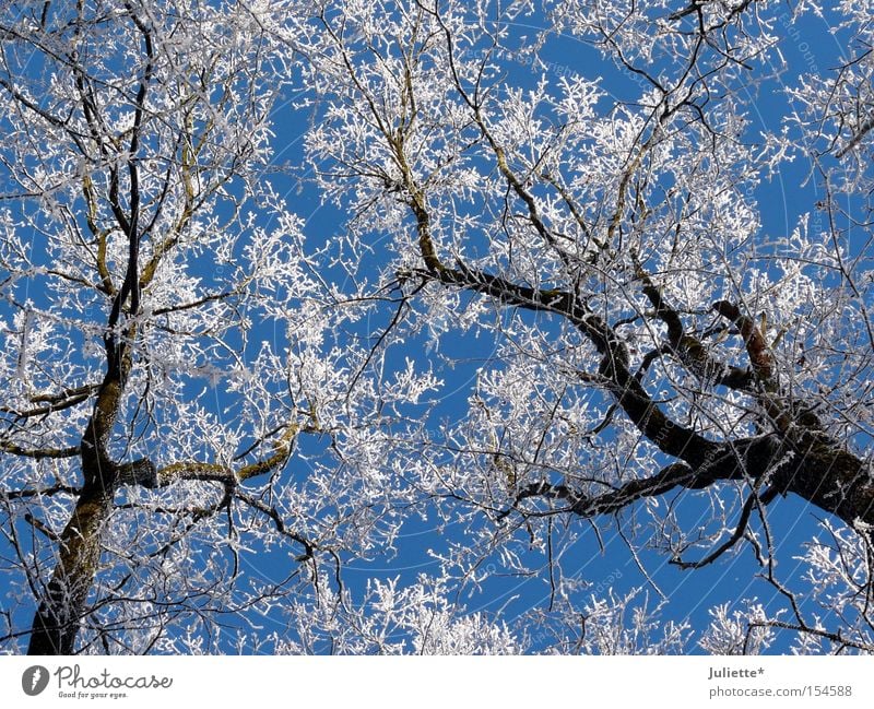 Weiße Kronen Schnee Baumkrone Winter Ast kalt Minusgrade weiß Himmel blau aufschauend schön