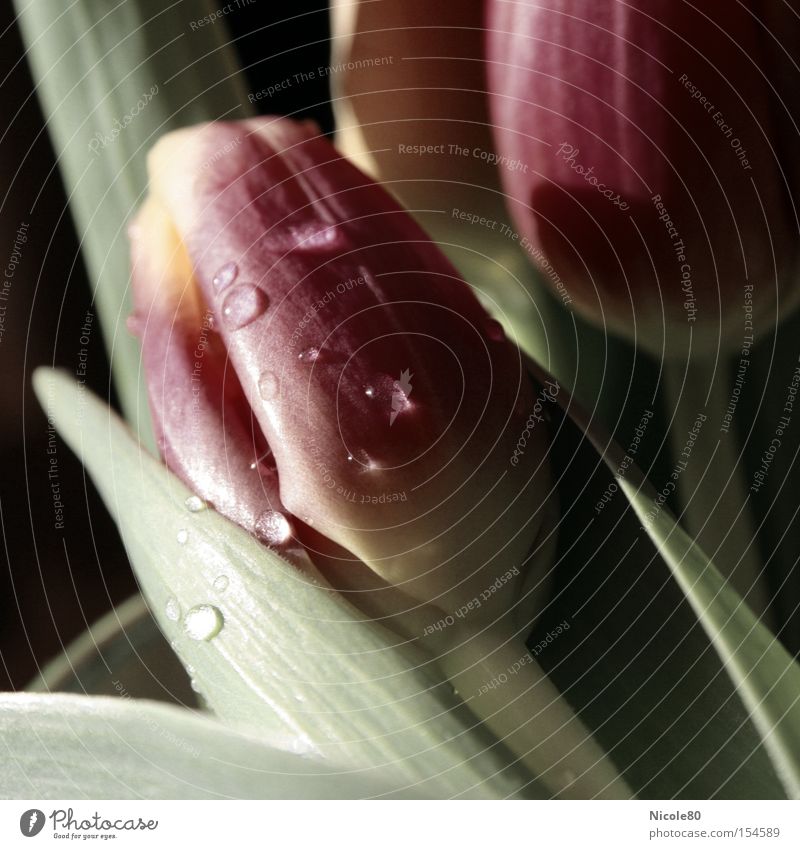 Tulpentränen Wassertropfen Frühling Blume Blumenstrauß Traurigkeit Vergänglichkeit Frühblüher Niederlande Knollengewächse Tränen Farbfoto Innenaufnahme