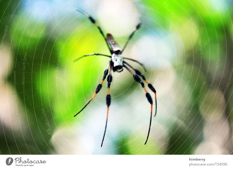ich glaub ich spinne Spinne Gift gefährlich Tier Lebewesen Hinterhalt Falle Licht Beine Netz Spinnennetz Spinner Spinnerei grün Makroaufnahme Nahaufnahme
