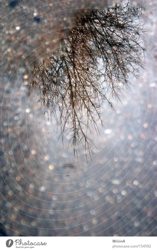 Verkehrte Welt Baum Straße nass kalt drehen verdreht Reflexion & Spiegelung grau Geäst auf dem Kopf Winter