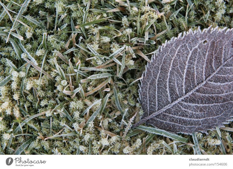Eisblumen kalt Frost Winter Raureif Eiskristall frieren gefroren Blatt Gras Rasen Schnee