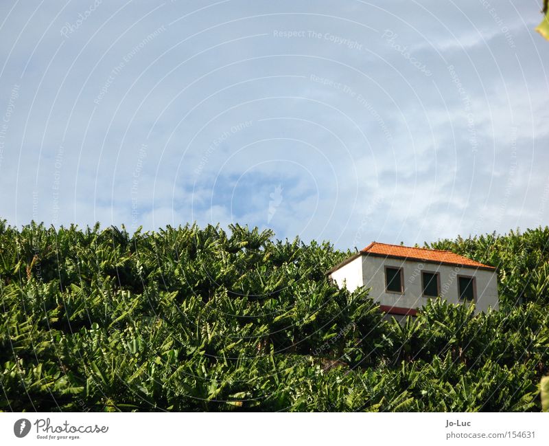 alles banane Banane Feld Pflanze Stauden grün Baum Haus Hütte Fenster Dach Himmel Wolken blau