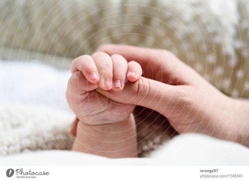 Halt Baby Mädchen Arme Hand Finger 2 Mensch 0-12 Monate 30-45 Jahre Erwachsene festhalten Zusammensein grau rosa weiß Menschlichkeit Glück haltend klein