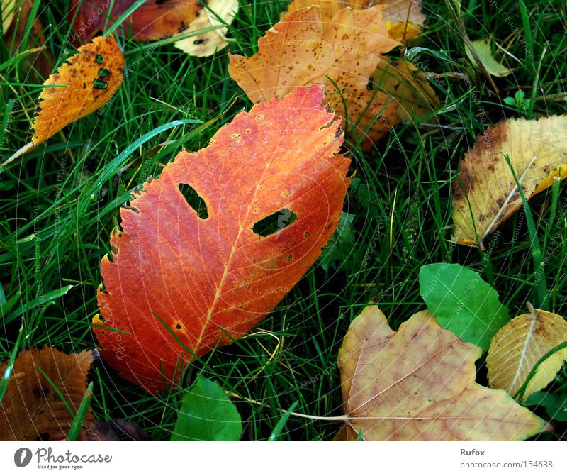 "Teufels" Blätter - Maskenball Farbfoto mehrfarbig Außenaufnahme Nahaufnahme Makroaufnahme Menschenleer Tag Schatten Kontrast Sonnenlicht Gesicht Natur Herbst