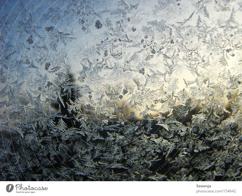 Frost am Morgen Fensterscheibe Eis Kristallstrukturen Kristalle Baum Himmel Winter gefroren