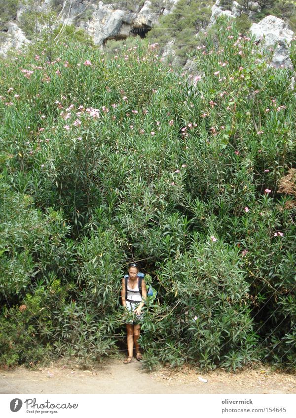 unterm oleander Oleander Blume Sträucher Frau Sardinien Pflanze groß Blüte Sommer