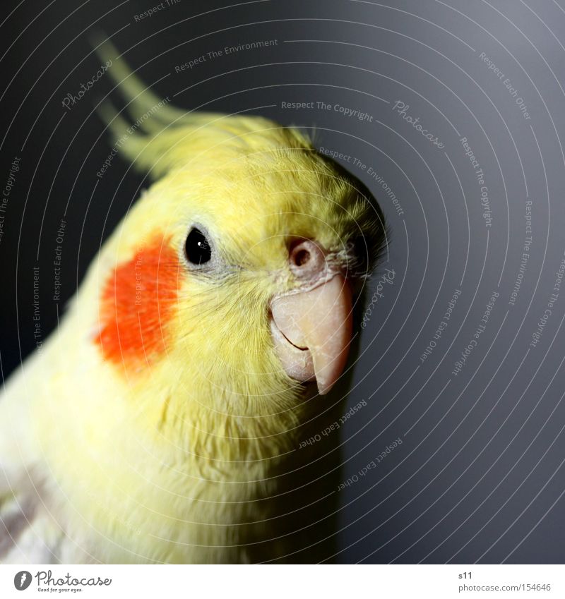 Cockatiel schön Punk Natur Tier Vogel fliegen gelb Schnabel Nymphensittich Feder s11 Auge mehrfarbig Nahaufnahme Makroaufnahme