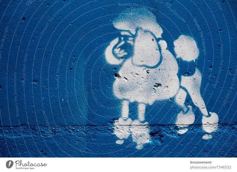Pudelkönig Stil schön Subkultur Haare & Frisuren Tier Haustier Hund Königspudel 1 Coolness blau weiß Graffitti Stencil Schablone Farbfoto Außenaufnahme