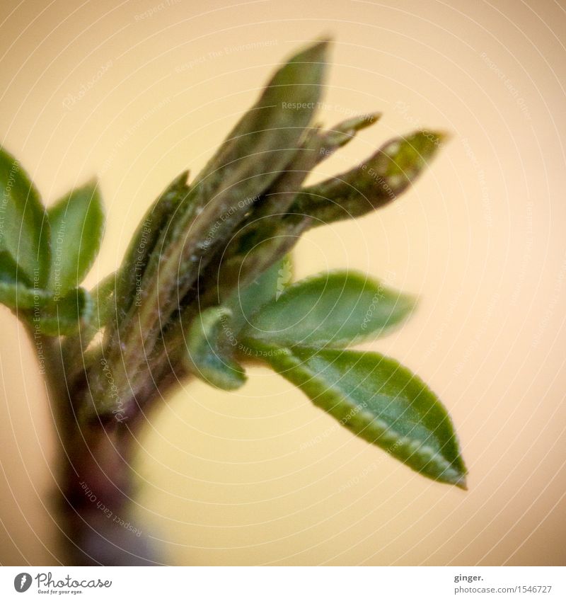Zarte Knospen Natur Pflanze Winter Blatt Blattknospe braun gelb grün beige Faser Blattadern klein mehrere zart Wachstum Zweig Unschärfe entfalten einrollen