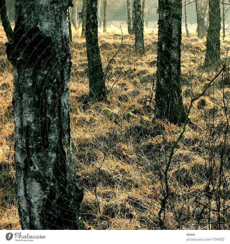 Stille. Licht. Würde. Umwelt Natur Landschaft Baum Birke Birkenwald Wald Moor stehen dunkel Freundschaft Umweltschutz Wandel & Veränderung Zusammenhalt Wäldchen
