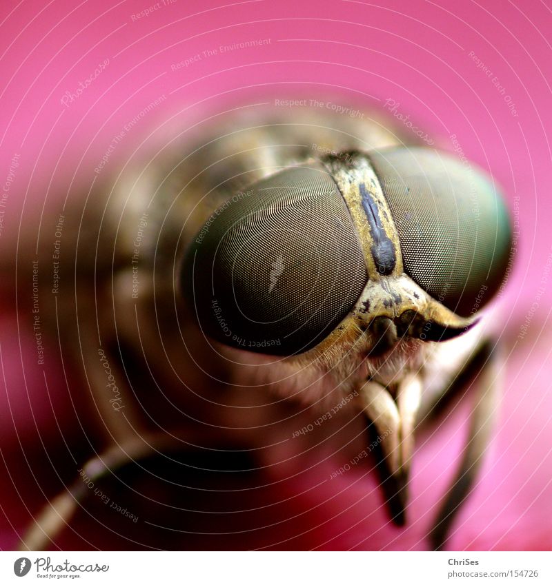 Männliche Bremse (Tabanus bromius)_02 Zweiflügler Insekt Blut Tier Fliege Stechmücke saugen Auge Facettenauge Angst Panik Makroaufnahme Nahaufnahme