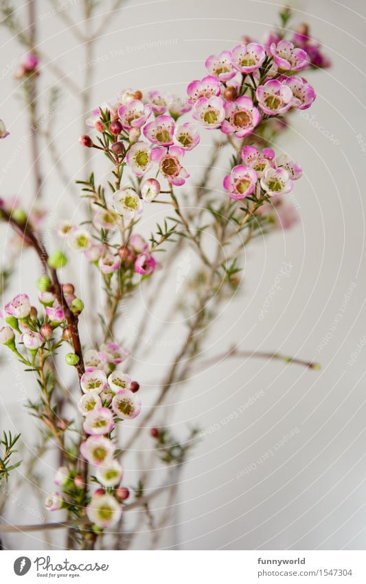 Zarte Wachsblumen Frühling Porzellanblume Zierpflanze Pflanze Blüte Innenaufnahme Ostern Farbfoto Blume Natur Blühend Blumenstrauß rosa weiß