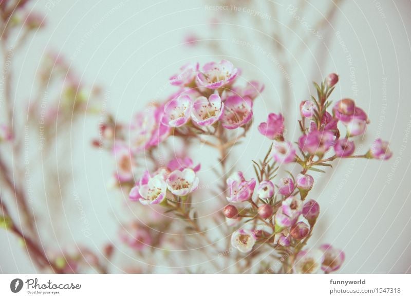 Wachsblumen Pflanze Blume Blüte Duft rosa violett zart Blumenstrauß Frühling Geschenk Liebe Valentinstag Muttertag Dekoration & Verzierung Farbfoto