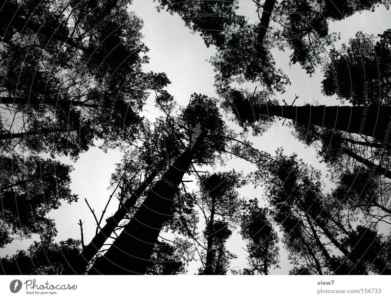 Rodtschenko-Typ ruhig Winter Natur Himmel Baum Wald oben Einsamkeit Baumkrone Nadelwald spukhaft Abend Nacht Silhouette Blick