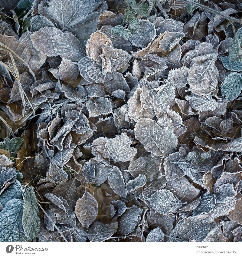 Frosties Farbfoto Außenaufnahme Nahaufnahme Detailaufnahme Muster Strukturen & Formen Menschenleer Hintergrund neutral Dämmerung Schatten Vogelperspektive ruhig