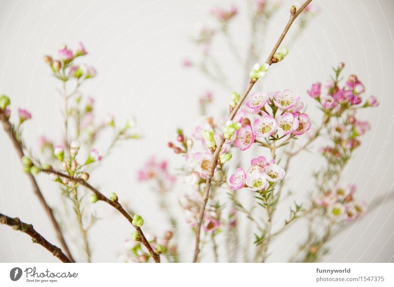 Wieder Wachsblumen... Häusliches Leben schön Frühling Blüte Blume Sträucher Blatt rosa weiß Frühlingstag Frühlingsgefühle Frühlingsfarbe Natur Design Pflanze