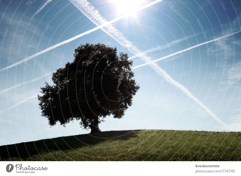 Traumbaum-Luftraum Herbst Baum Wolken Hügel Wiese Gras Natur Spaziergang Schweiz Himmel Laubbaum Umwelt grün Blatt Flugzeug Luftverkehr Kondensstreifen