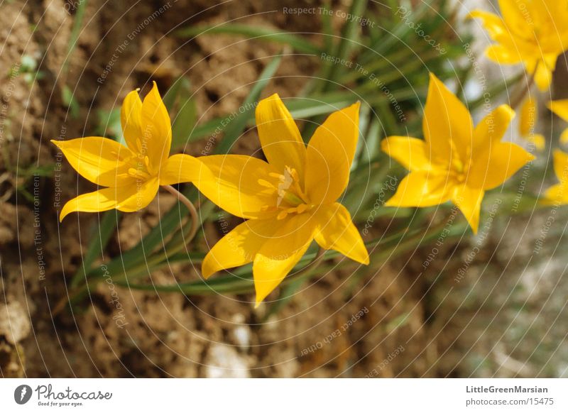 wilde tulpen Tulpe gelb Blume Stern (Symbol) Wildtier Garten Sonne Bodenbelag
