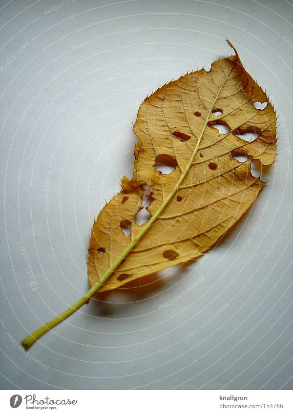 Das war's... Blatt Loch Herbst Natur Verfall braun weiß Lebenslauf Pflanze Vergänglichkeit