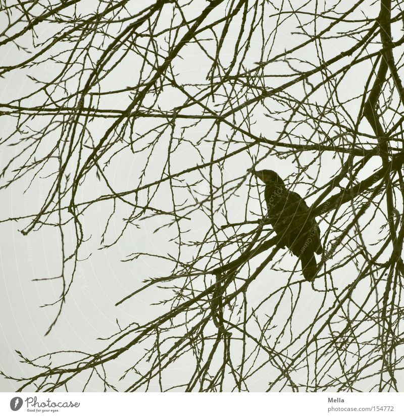 Kormoranwinter Umwelt Baum Zweige u. Äste Tier Vogel 1 hocken sitzen natürlich grau Einsamkeit Natur Geäst Wasservogel Farbfoto Außenaufnahme Tag