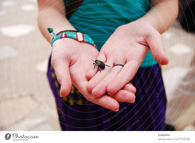 Käfer. Insekt Hand Finger Frau Tier schwarz krabbeln Ekel groß Fühler Sommer Stein Mineralien Mistkäfer