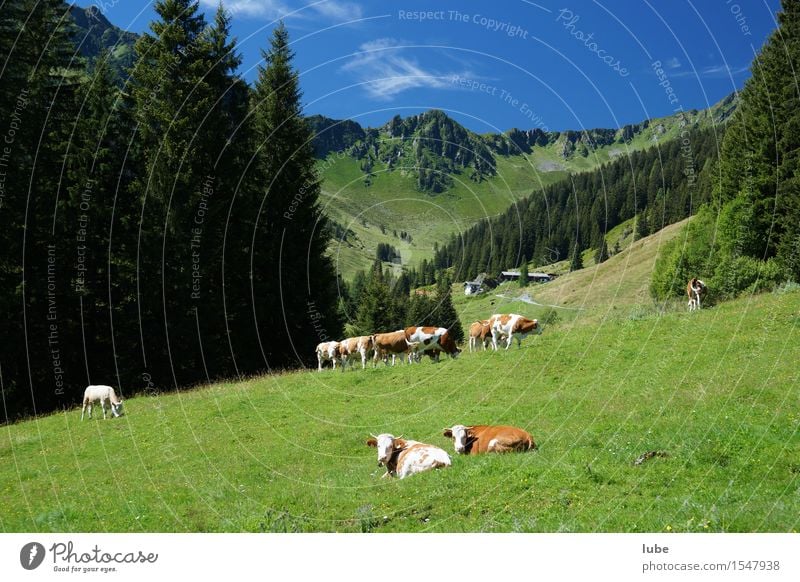 Schön ist das Almenleben Landwirtschaft Forstwirtschaft Umwelt Natur Landschaft Wolkenloser Himmel Sommer Klima Schönes Wetter Wald Felsen Alpen