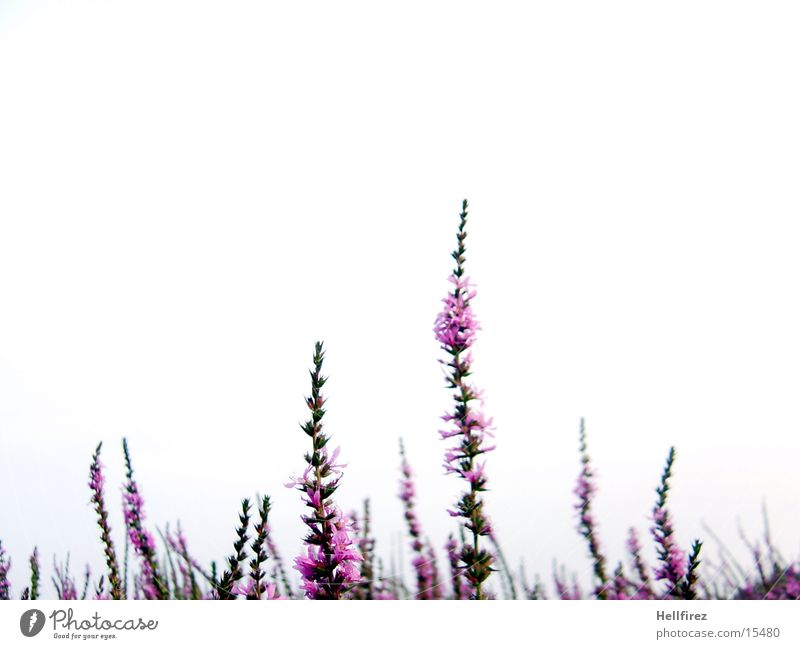Blütenpracht [6] grün violett rosa Halm durcheinander chaotisch weiß Pflanze Makroaufnahme Himmel